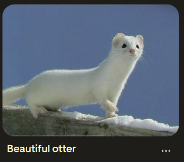 image of an ermine with the text "beautiful otter" below it